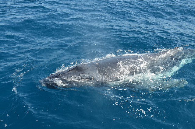 Giant Marine Animals Filtered Food like Modern Whales