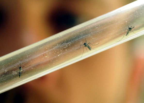 Mosquito viruses pose threat to Madison County