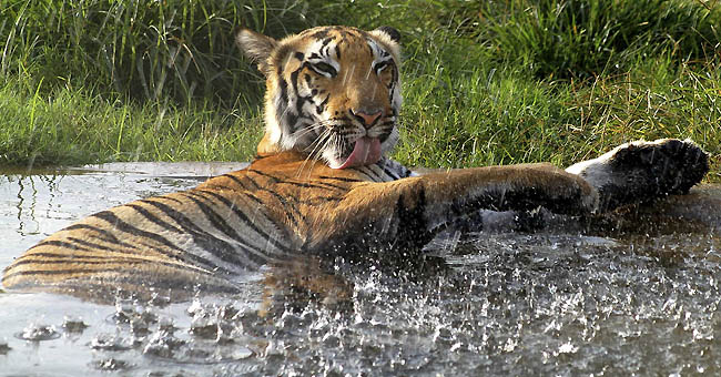 India Tiger Poaching