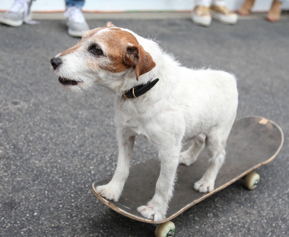 Uggie the dog from The Artist has died