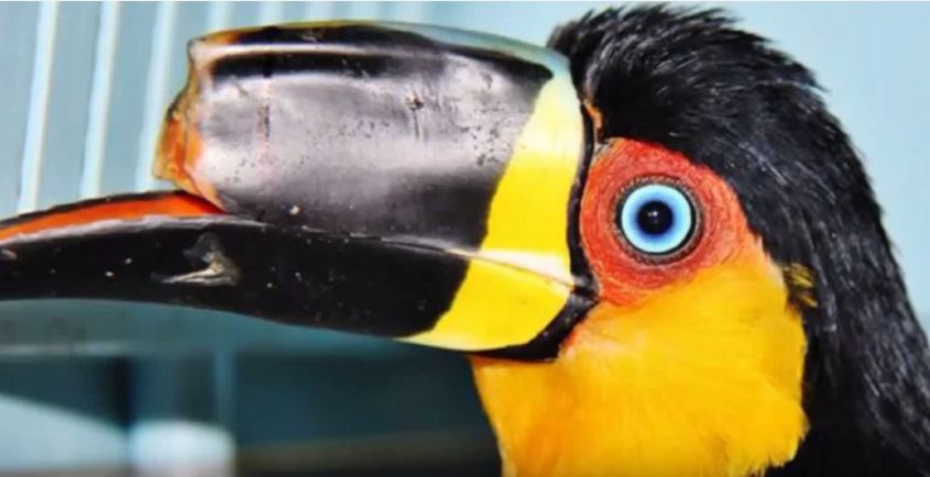 Smuggled toucan with broken beak gets new one thanks to 3D printing