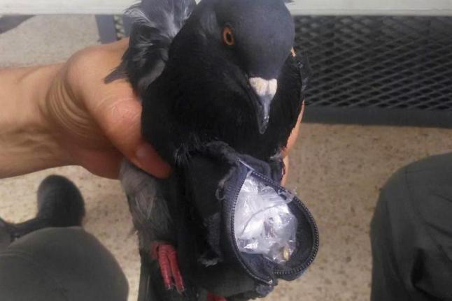 Prison guards catch carrier PIGEON smuggling cocaine and cannabis to inmates