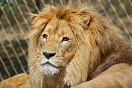 Cecil the Lion's Older Brother Jericho Reportedly Killed After Walter J