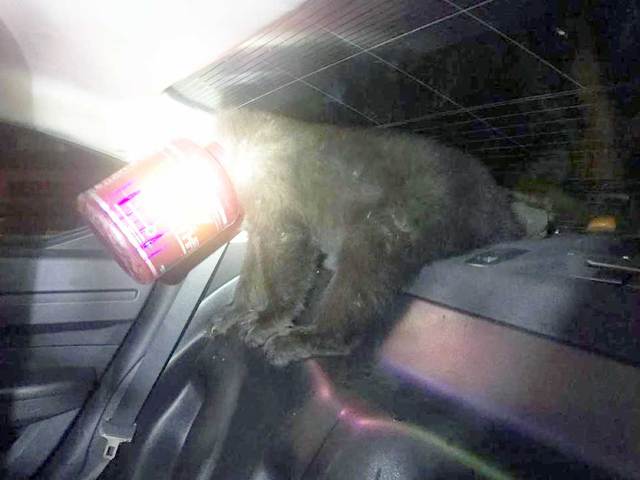 Colorado Springs bear cub with bottle stuck on head gets ride in police patrol car