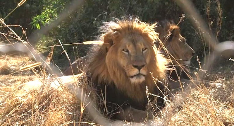 Public donate £230000 in memory of Cecil the lion