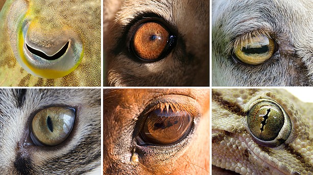 Eye shape reveals whether an animal is predator or prey, new study shows