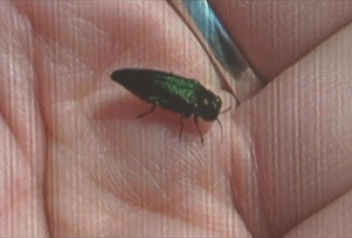 Jackson County under emerald ash borer quarantine