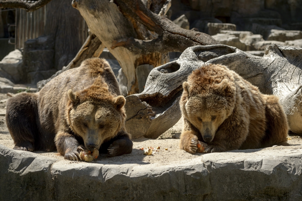 Grizzly Bears