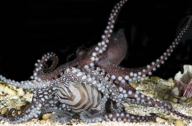 This one species of octopus plays with its food and has really weird sex