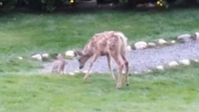 Watch real-life 'Bambi' and 'Thumper' frolic together