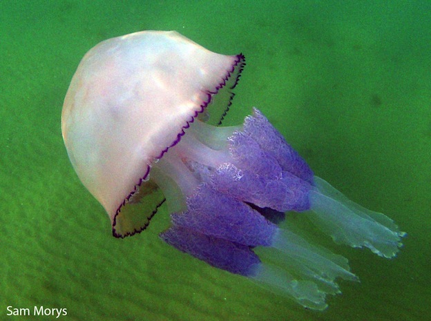 Scottish coasts hit by 'deadly' jellyfish invasion