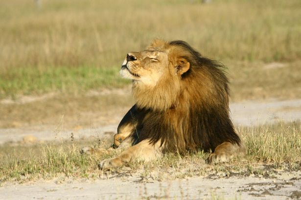 Cecil the lion's head 'should be displayed at park&#x27