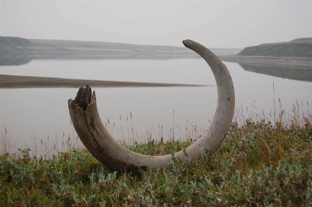 Image Handout of a mammoth tusk extracted from ice complex deposits along the Logata River in Taimyr Russia