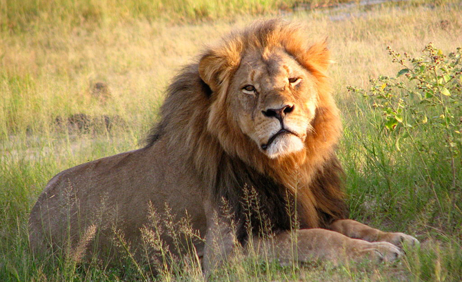 FILE- In this image takem from a November 2012 video made available by Paula French a well-known protected lion known as Cecil strolls around in Hwange National Park in Hwange Zimbabwe. Zimbabwe's wildlife minister says extradition is being soug