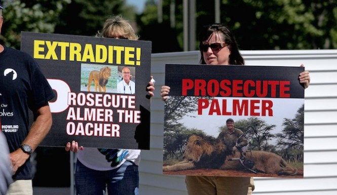 Jericho brother of Cecil The Lion killed