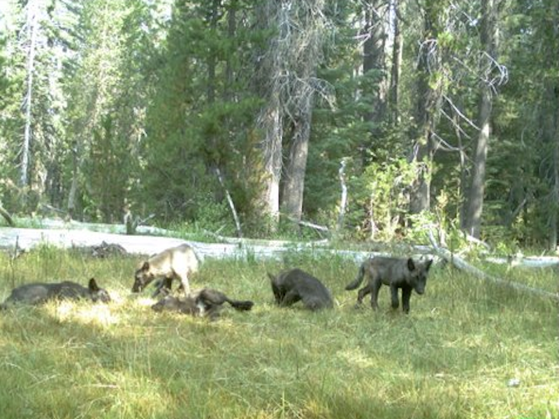 Shasta wolf pack