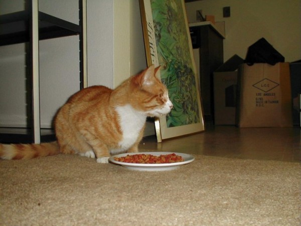 Cat Eating 300x225 Meet Corduroy the Worlds Oldest Cat