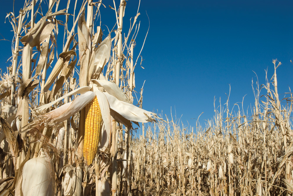 UPDATE 1-USDA sees bumper corn, soy crops despite floods; futures sink