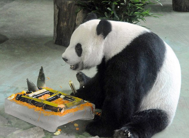 Special treatment Yuan Yuan sits eating bamboo and fruit off a block of ice in her own air-conditioned room