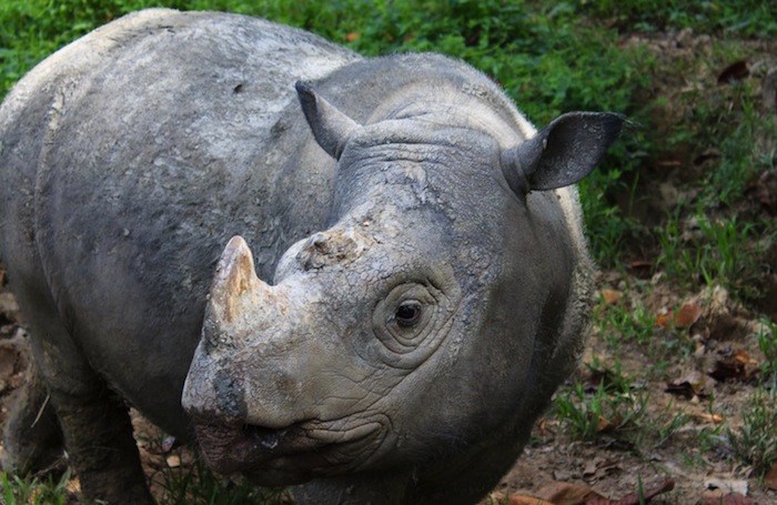 A Sumatran rhino