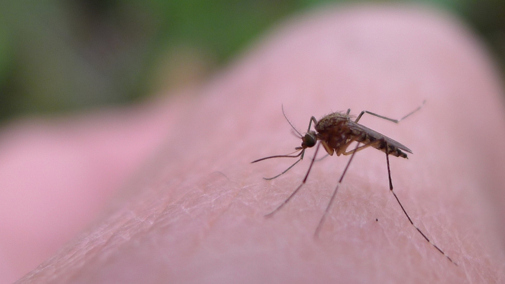 Sweetgrass Oil Repels Mosquitoes as Well as Deet