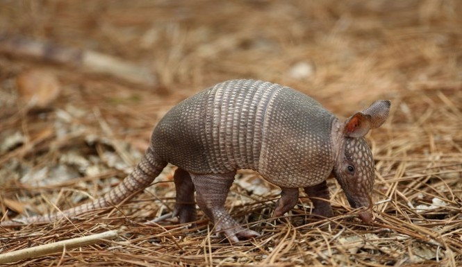 Texas Man Wounded After Bullet Ricochets Off Armadillo He Tried To Shoot