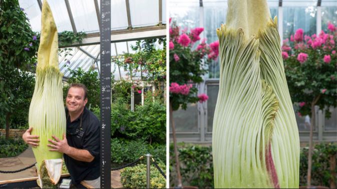 The Chicago Botanic Garden's corpse flower could bloom any day now according to the garden