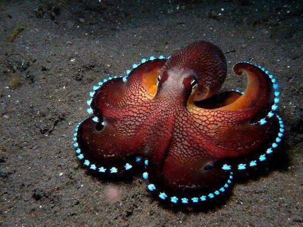 Octopus’ Genome Reveals Some Out-of-This-World Features