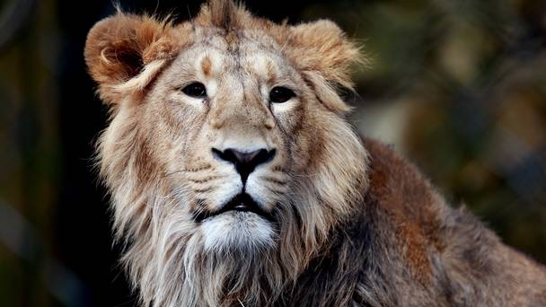 The killing of lions by hunters has caused outrage in Zimbabwe