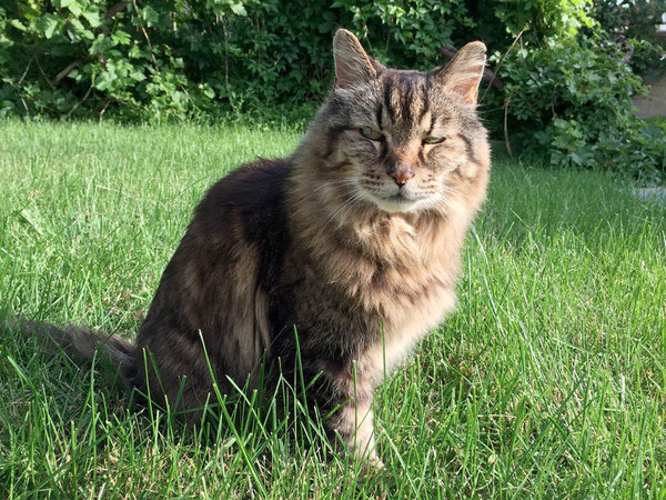 26-year-old Corduroy the world´s oldest living cat