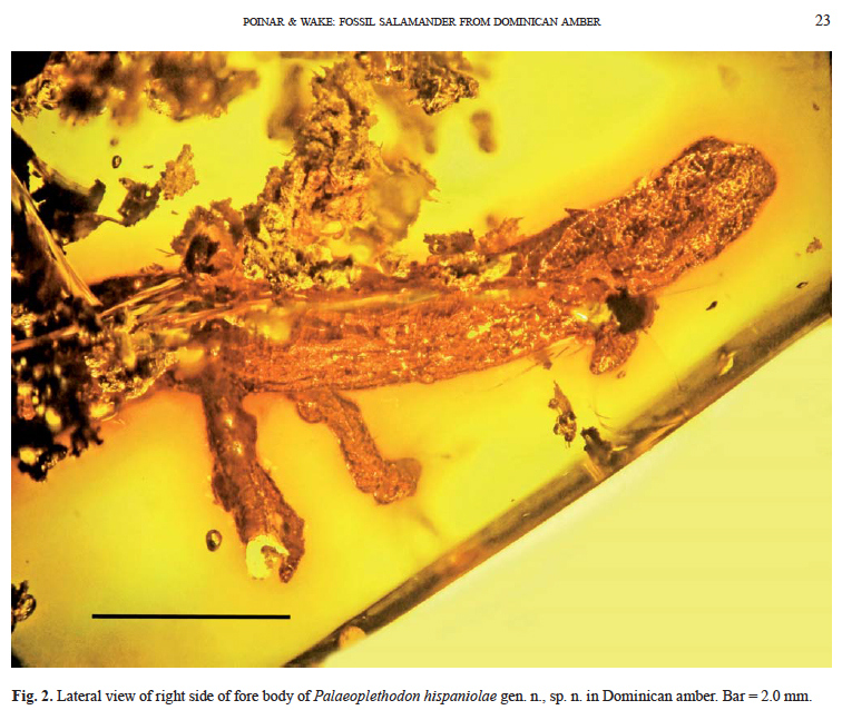 'first amber fossil of a salamander in the caribbean