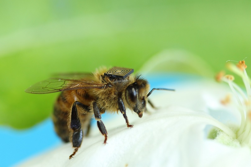 Thousands of honey bees in Australia are being fitted with tiny sensors as part of ‘swarm sensing’ program