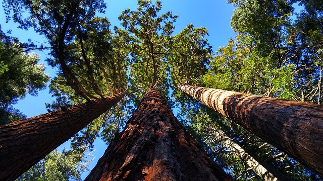 California's giant sequoias showing drought stress