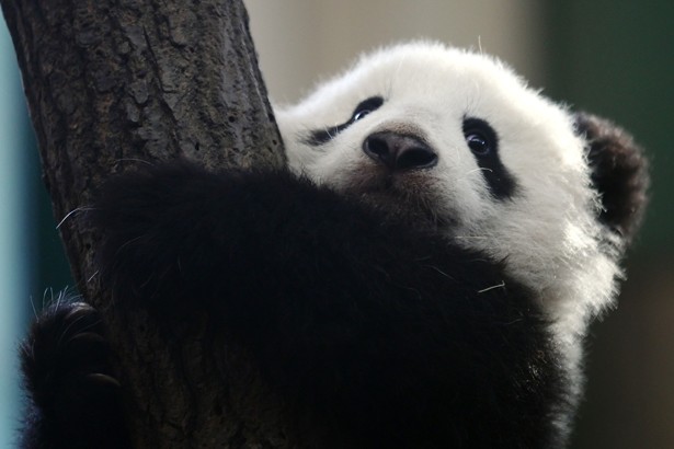 U.S.              The Secret Life of Panda Moms              Breeding the animals in captivity is a complicated process