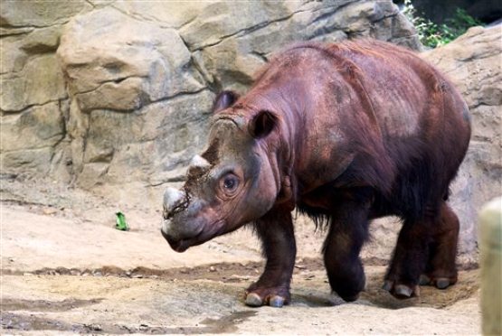 Harapan a Sumatran rhino enters his Wildlife Canyon at the Cincinnati Zoo and Botanical Gardens Tuesday Aug. 25 2015 in Cincinnati. Harapan or'Harry the only Sumatran rhino in the Western Hemisphere one of three calves born at the Cincinnati Zoo