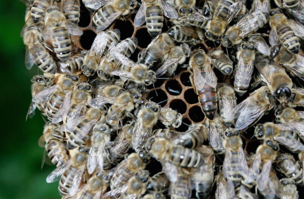 No shot needed, bees vaccinate their babies with food