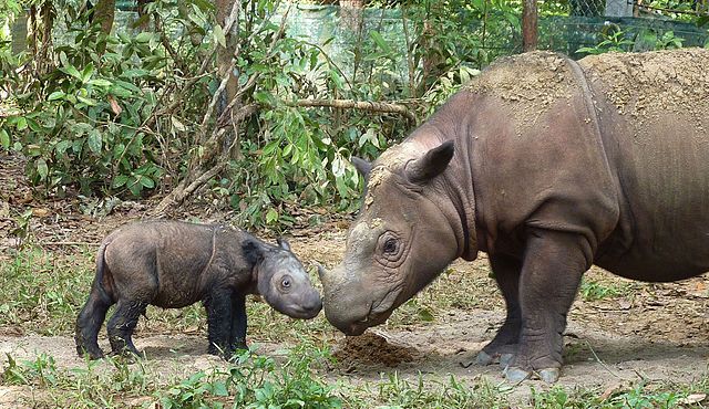 Sumatran rhinoceros