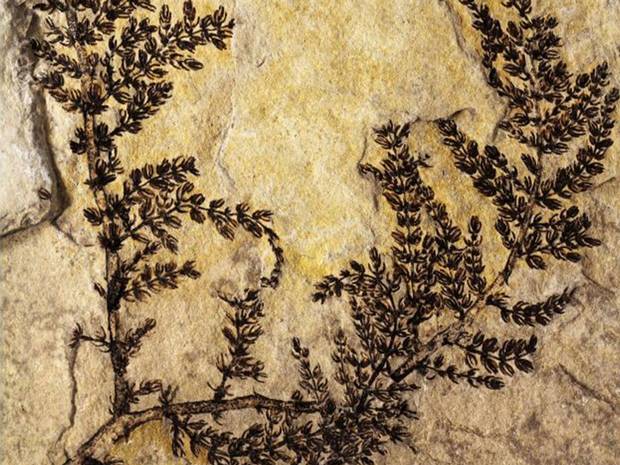 World's first'flower revealed 130-million-year-old aquatic plant may have