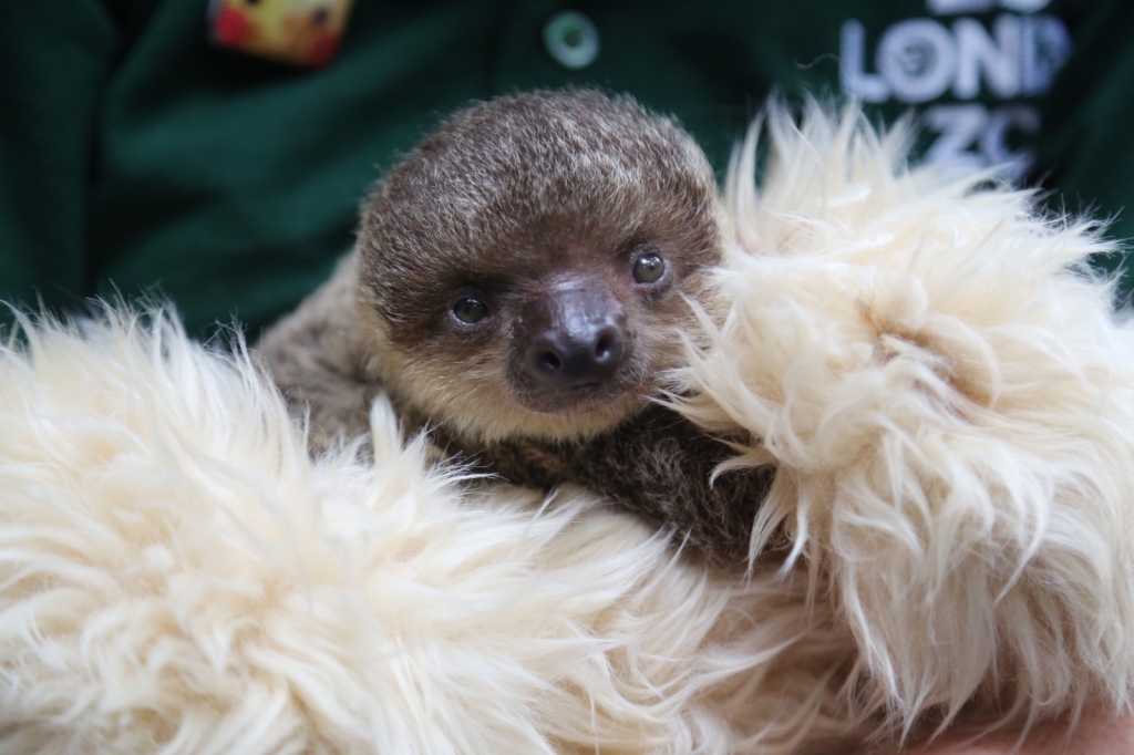 This adorably newborn sloth is getting the VIP treatment at London Zoo