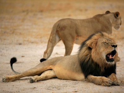 Hunter who killed lion Cecil blames Zimbabwean guides