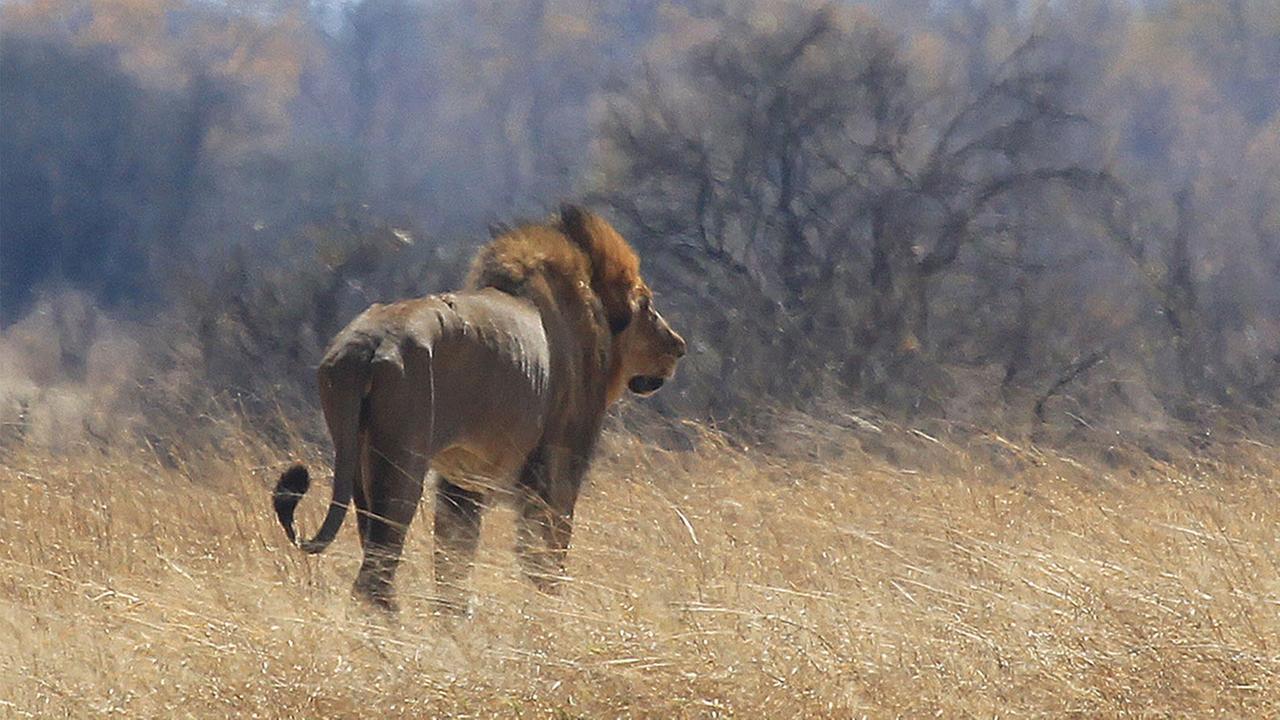 Zimbabwe Tour Guide Mauled to Death by Lion, Police Say