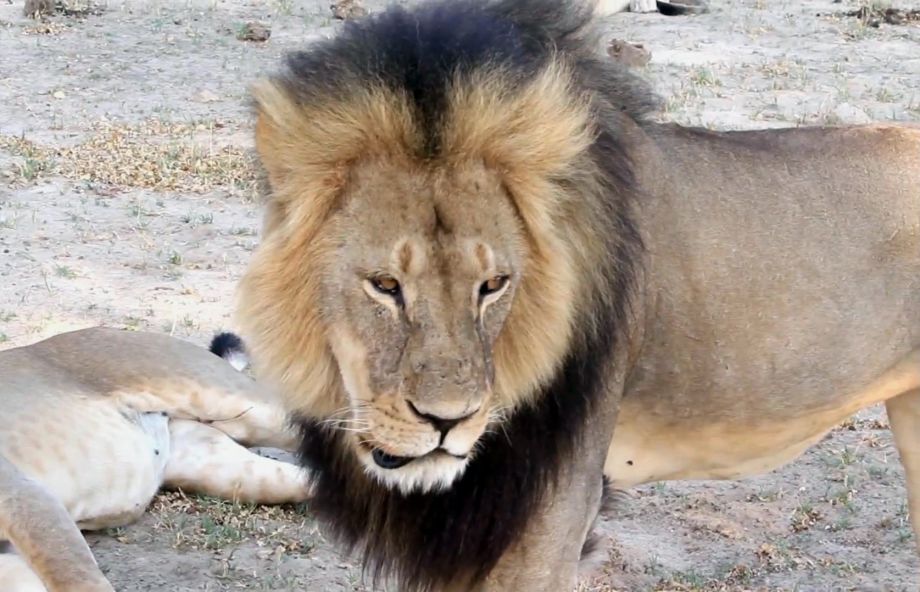 FILE- In this image takem from a November 2012 video made available by Paula French a well-known protected lion known as Cecil strolls around in Hwange National Park in Hwange Zimbabwe. Zimbabwe's wildlife minister says extradition is being sought