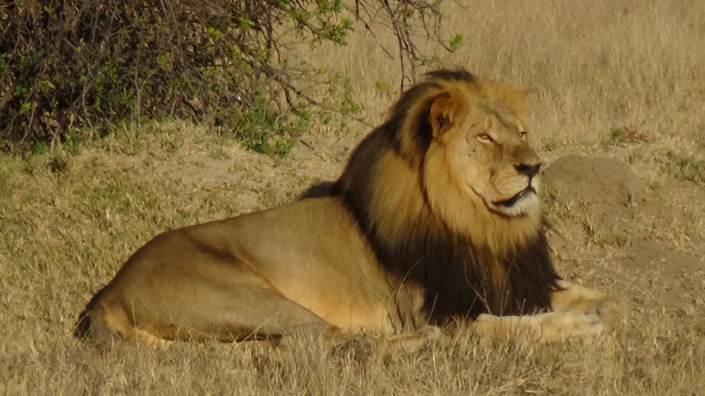 An American man is being sought in connection with a case that has drawn international attention- the killing of Cecil the lion- Zimbabwean officials said Tuesday