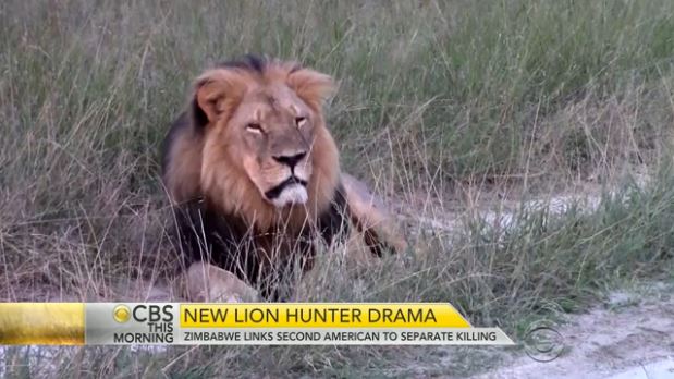 Jericho, Cecil the lion's brother, killed