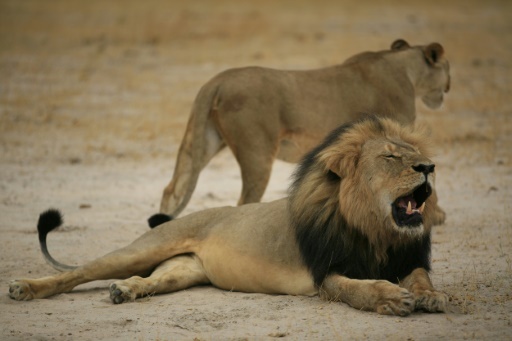 Zuma calls Cecil death just an incident