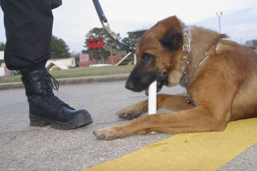 Brown County sheriff's K-9 Wix dies at PGA tourney