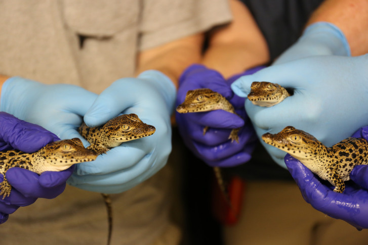 5 Adorable Cuban Crocodiles Born at Smithsonian National Zoo