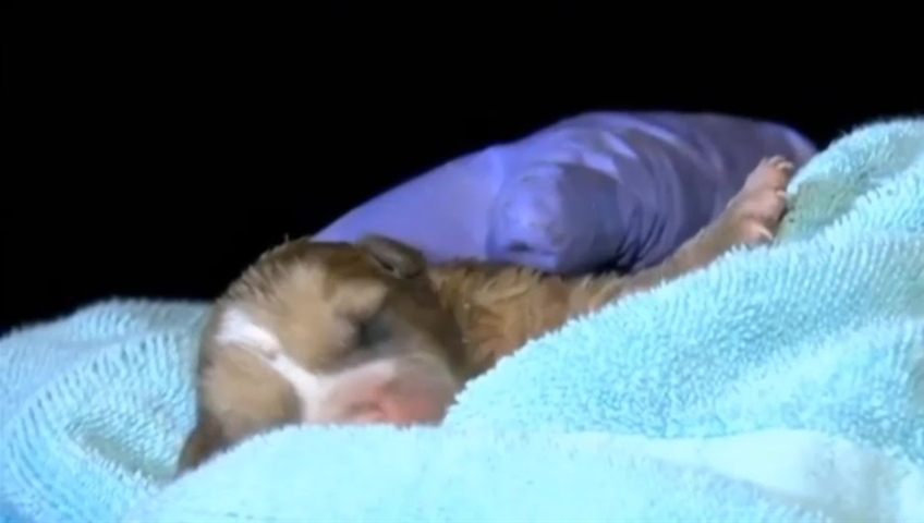 Puppy stuck in drain pipe reunited with mom at Arizona Humane Society