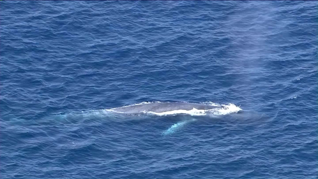 A blue whale is seen in waters off San Pedro's Point Fermin on Friday Sept. 4 2015