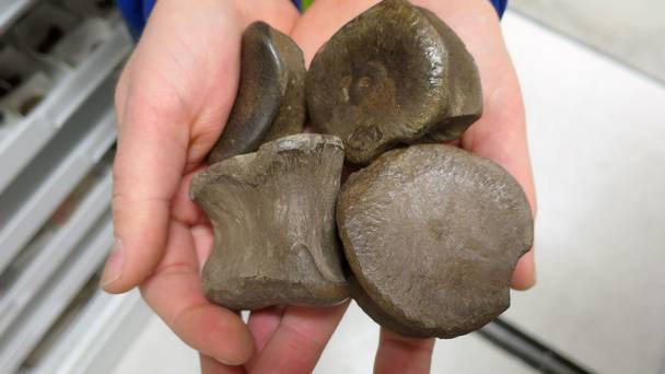 A handful of dinosaur bones found at the Liscomb Bonebed in Alaska